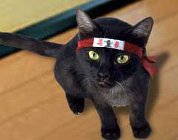 cat ninja cats funny 2010 samurai november dog vs pensieve fenny pages wordpress