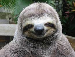 Wet Sloth